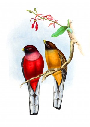 Trogon Bird RB_OSG